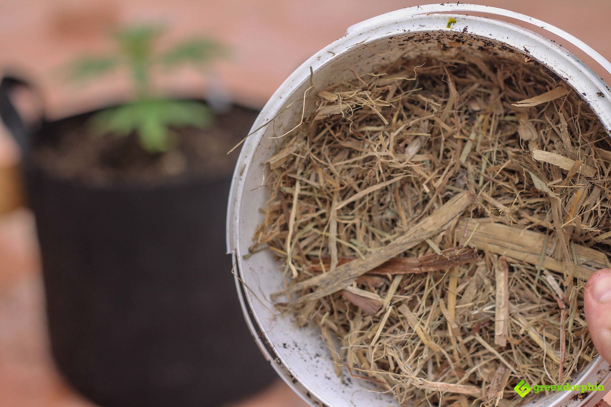 Repot Your Cannabis Plants mulch