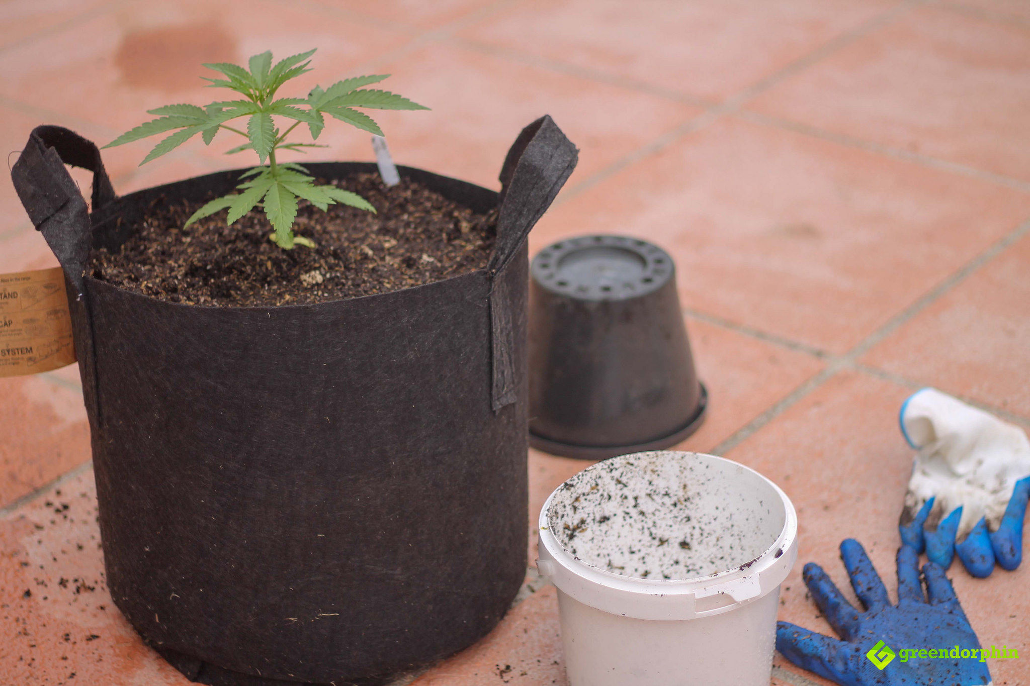 Repot Your Cannabis Plants replace displaced soil