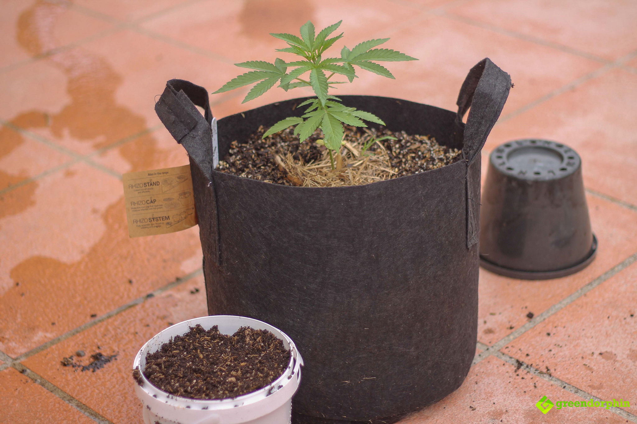 Repot Your Cannabis Plants the repot