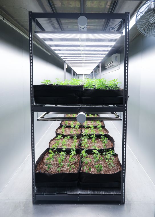 Cannabis Growing in Shipping Container