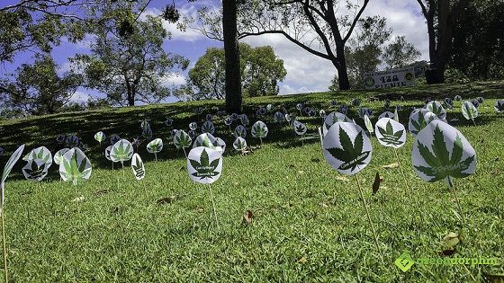 Australian Cannabis Protest