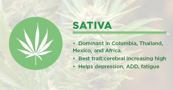 cannabis sativa