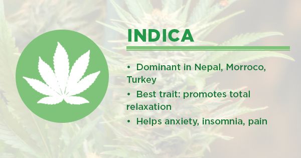 cannabis indica