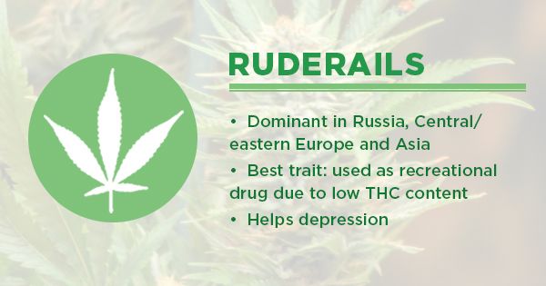 Ruderalis: Landrace Cannabis 