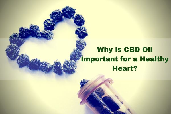Why is CBD Oil Important for a Healthy Heart?