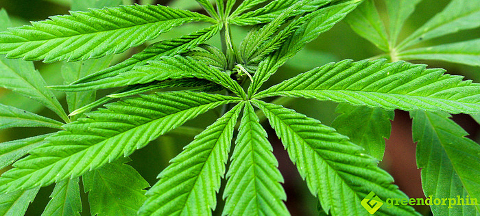 Fresh Raw Cannabis Leaves