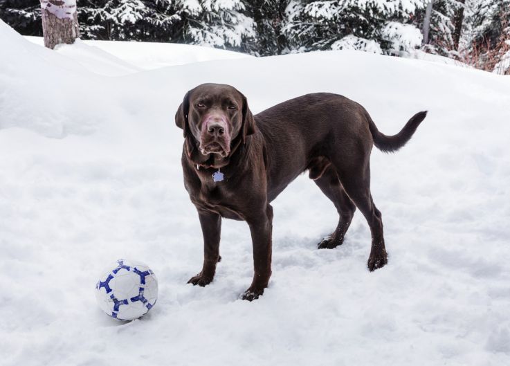 Puka the chocolate labrador Aspen, Colorado