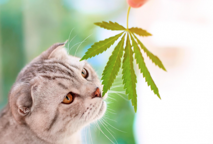 CBD for pets