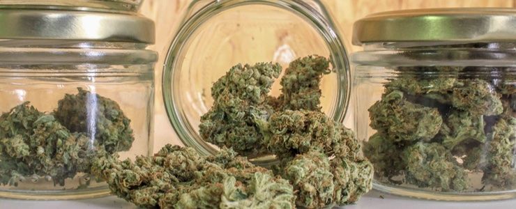 Minnesota Marijuana Study - cannabis reduces opioid use 