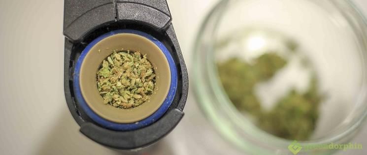 Crafty vaporizer chamber filled with ground cannabis 