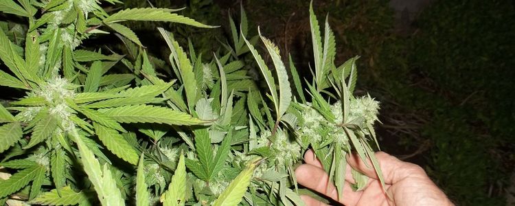Harvest and curing of the flower and bud- grow cannabis at home