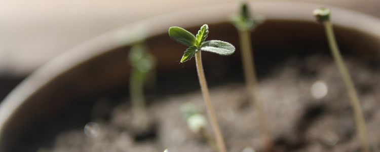 Growing Cannabis