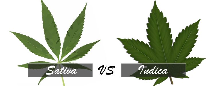 Sativa vs Indica- cannabis edibles overdose