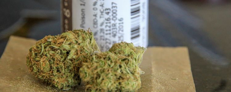 marijuana strains for cancer