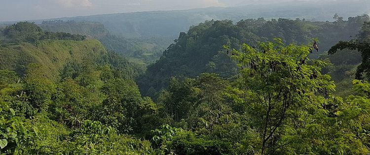 Philippine Marijuana Story