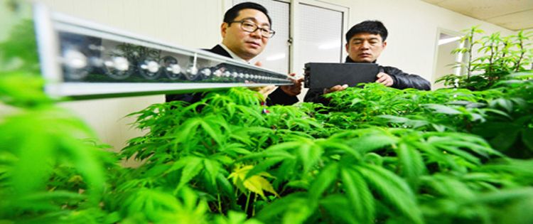 Medicinal Cannabis Coming To South Korea