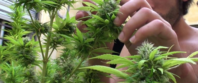 Growing Marijuana 