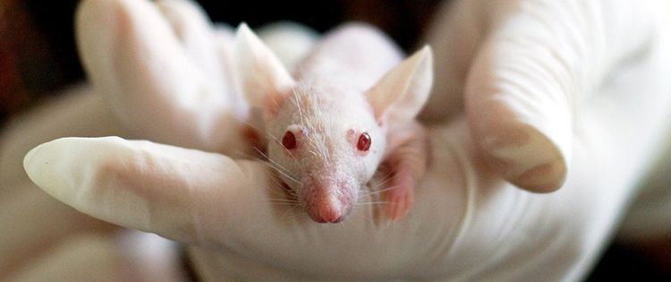 dosing CBD on lab mice