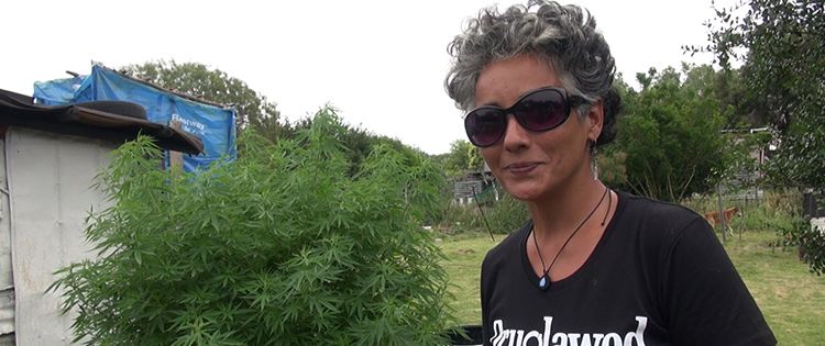 Uruguay cannabis grower