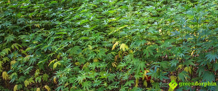 Marijuana and Blockchain - Quality control for medical cannabis