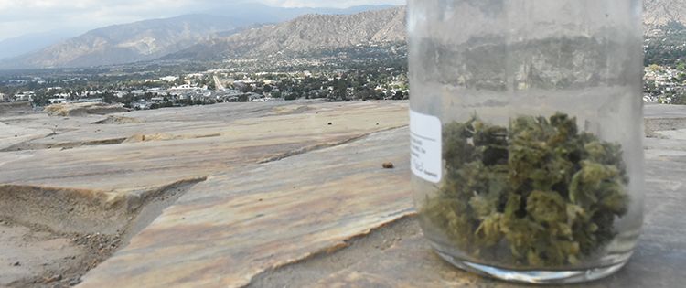 Cannabis buds with a view