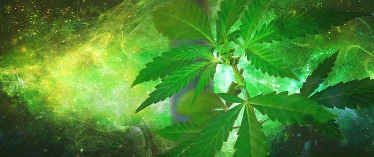 cannabis trends