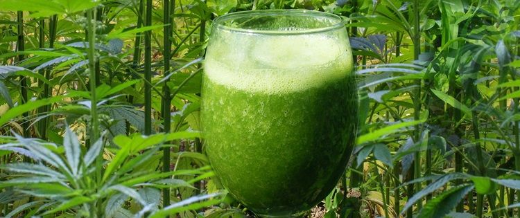 Enjoy A Refreshing Glass of Cannabis Juice