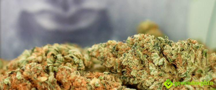 popular cannabis strains