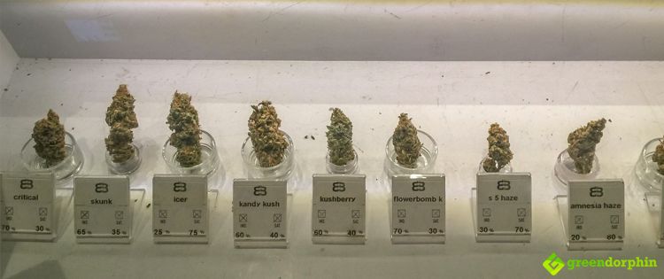 Cannabis on display in dispensary 