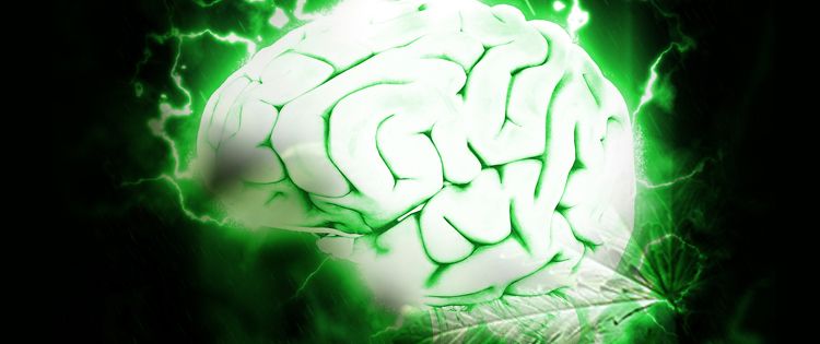 Human Brain and the Cannabinoid System