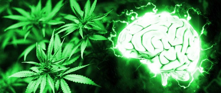 cannabis and cannabinoid system
