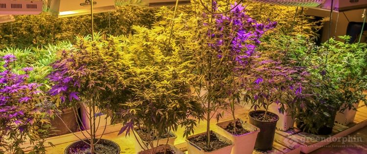 Cannabis growing