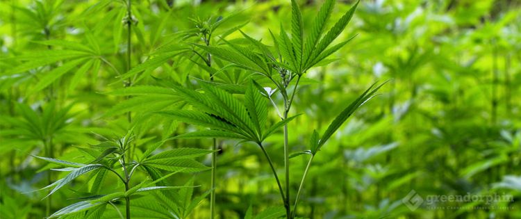 Fresh Raw Marijuana Leaves