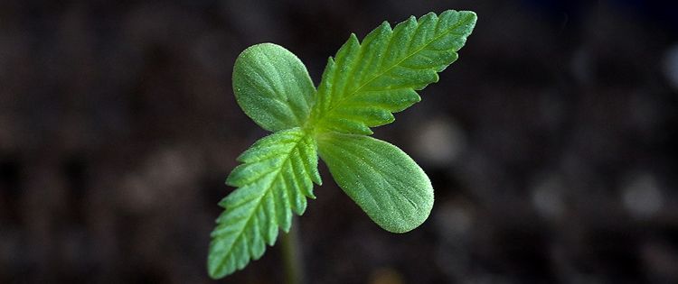 Grow Cannabis seedling