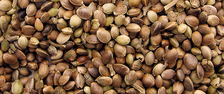 cannabis seeds