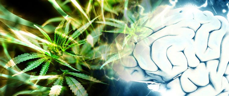 endocannabinoid system - CBD and mental health