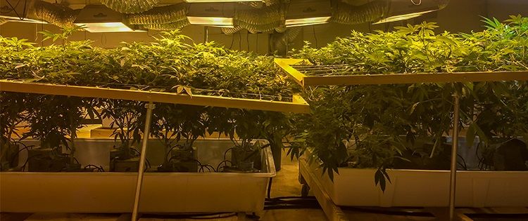 Grow Cannabis Master Grower