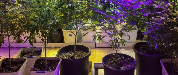 Grow Cannabis Master Grower