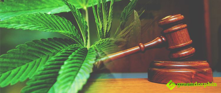 Judge Approves to Legally Grow Marijuana in Florida