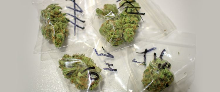 marijuana delivery service scam