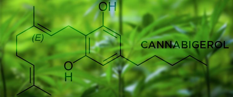 What is Cannabigerol (CBG)?