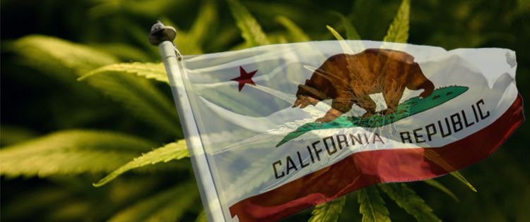 California Cannabis Lobby 