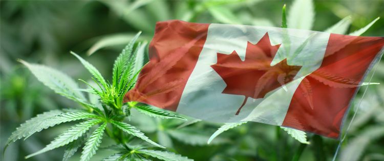 Canadian flag with cannabis