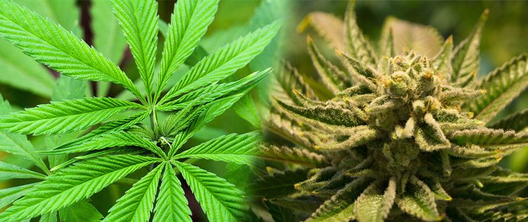 Is There A Difference Between CBD from Hemp or Cannabis?