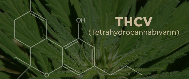 What Is THCV?