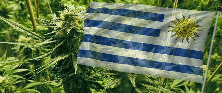 Uruguay's Experiment Legalization