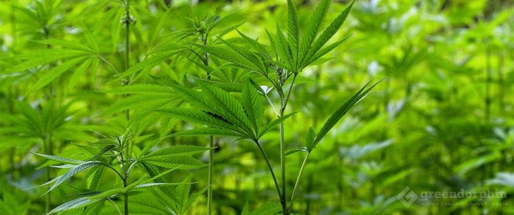 How Hemp Can Save the Planet