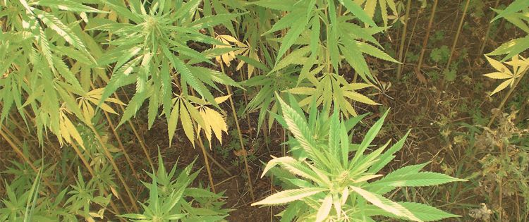 Industrial Hemp: Today’s Hidden Cash Crop