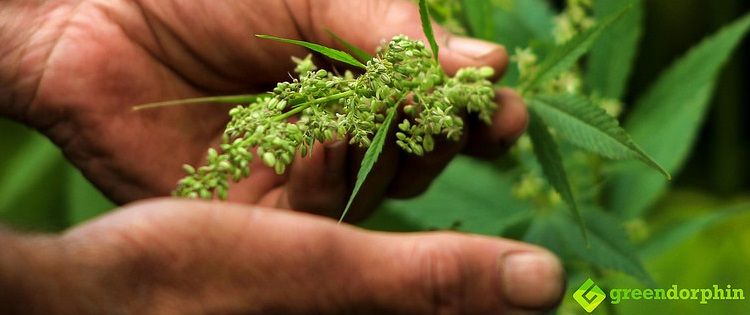 how hemp can save the planet