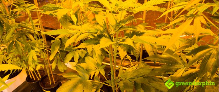 Indoor vs. Outdoor Marijuana Growing